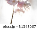 桜 31343067