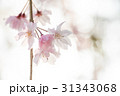 桜 31343068