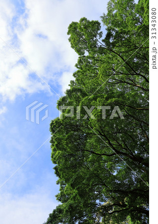 青空と緑の木 青空と緑の木 31343080