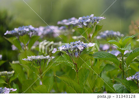 梅雨入りのアジサイ 梅雨入りのアジサイ 31343128