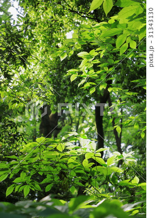 光に照らされた緑の葉　縦写真 31343130