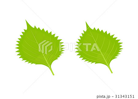 青じそ 大葉 ２枚のイラスト素材