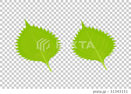 2 blue pepper (large leaves) 31343151