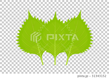 3 sheets of Aoshiso (large leaves) 31343152