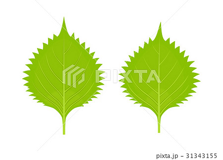 青じそ 大葉 ２枚のイラスト素材