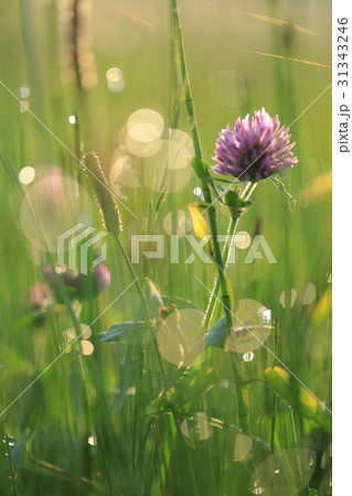 朝露の玉ボケとムラサキツメクサの花　縦写真 31343246