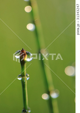 スギナに滴る朝露　縦写真 31343247
