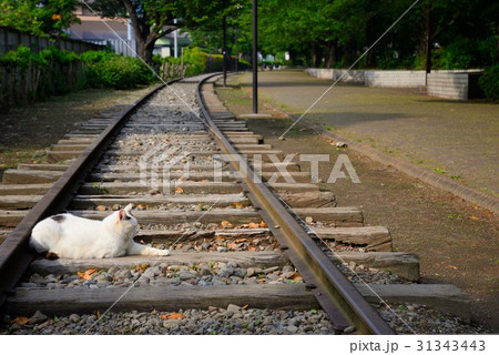 寒川の丸太の広場にいるノラ猫 寒川の丸太の広場にいるノラ猫 31343443