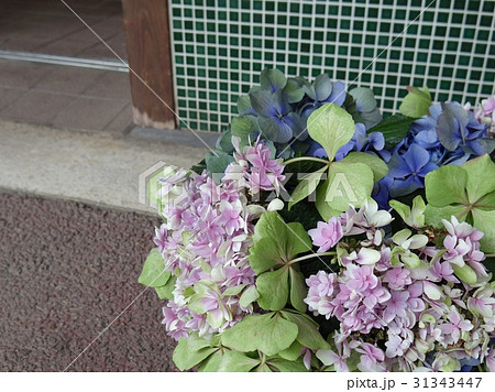 花瓶に入った紫陽花 31343447
