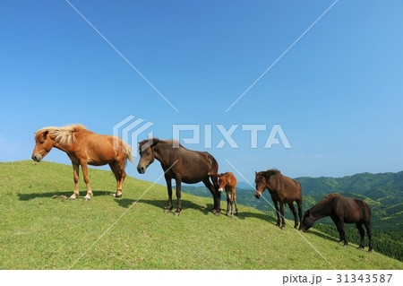 宮崎県　都井岬の馬たち 31343587