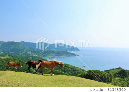 宮崎県　都井岬の馬たち 31343590