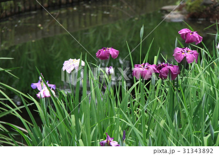 花菖蒲 31343892