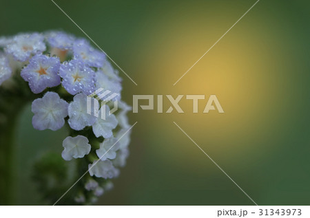 Abstract soft blurred and soft focus of Alacransil 31343973