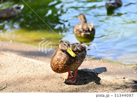 アヒル あひる 鴨 31344097