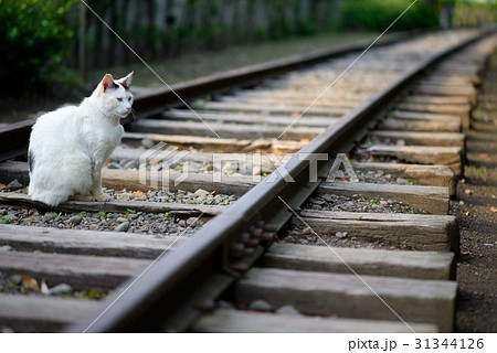 寒川の丸太の広場にいるノラ猫 寒川の丸太の広場にいるノラ猫 31344126