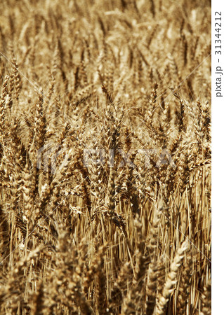 麦畑 麦畑 31344212