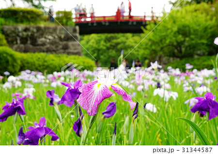 小田原城址　花菖蒲 31344587