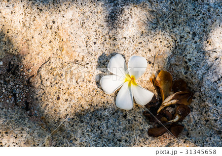 White plumeria flowers on the stone floor. White plumeria flowers on the stone floor. 31345658