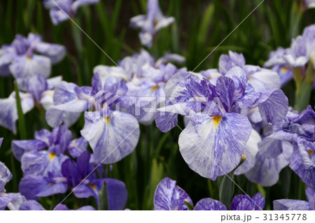 満開の花菖蒲 満開の花菖蒲 31345778
