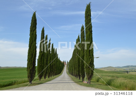 トスカーナの景色 トスカーナの景色 31346118