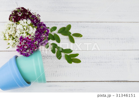 Sweet william flowers with green leaves 31346151