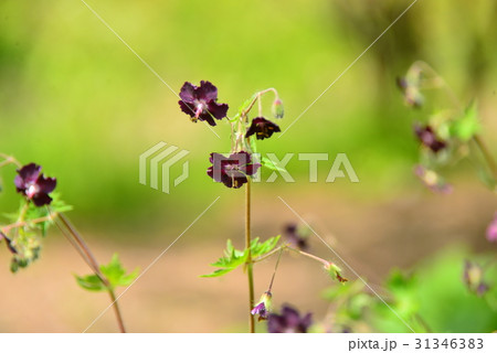 フウロソウ フウロソウ 31346383