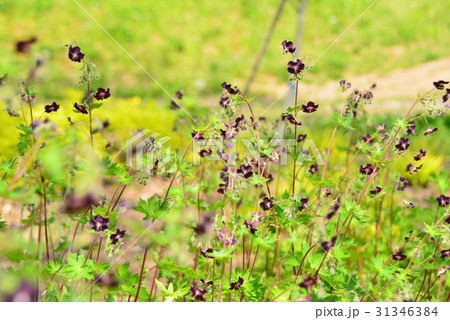 フウロソウの群生 フウロソウの群生 31346384