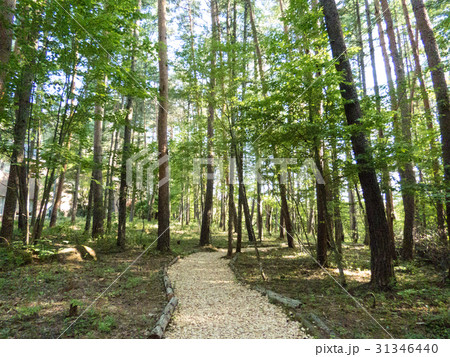 森のハイキングコース 31346440