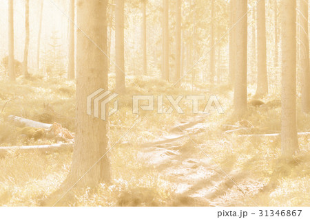 Forest Background 31346867