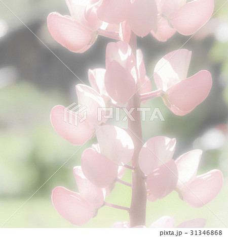 Lupine Background 31346868
