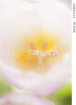 Tulip Background 31346869