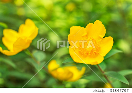 金糸梅 金糸梅 31347797