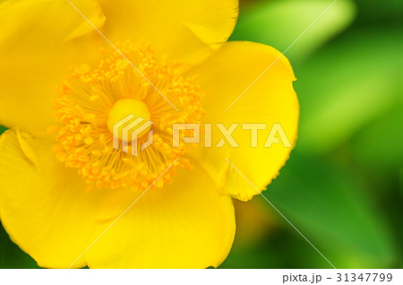 金糸梅 金糸梅 31347799