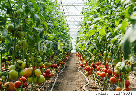 Red and green selected tomatoes in a greenhouse 31348032