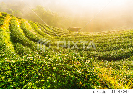 Tea field plantation with hut and sun light beam Tea field plantation with hut and sun light beam 31348045
