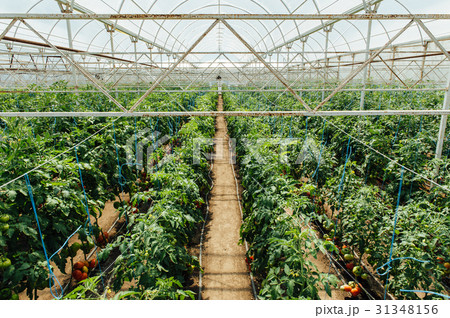 Red and green selected tomatoes in a greenhouse Red and green selected tomatoes in a greenhouse 31348156