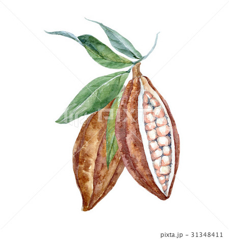 Watercolor cacao fruits 31348411