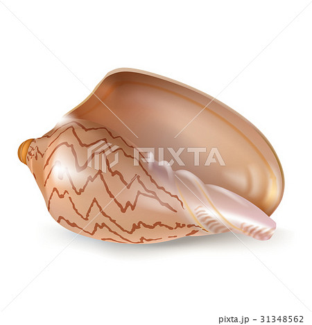 Vector illustration, badges, stickers, seashell in Vector illustration, badges, stickers, seashell in 31348562