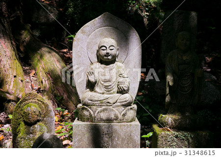 南蔵院 南蔵院 31348615