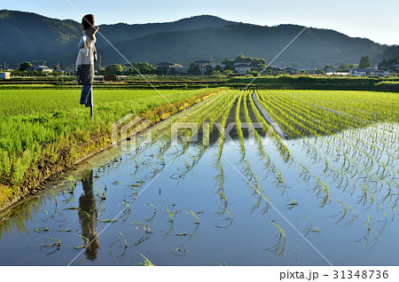日本の風景　初夏の水田 31348736