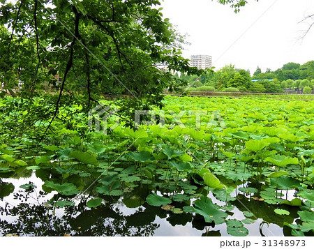 不忍池　上野 31348973