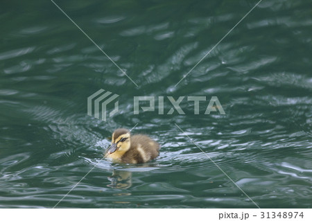 カルガモのヒナ 31348974