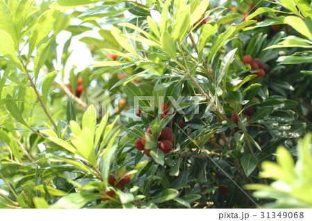 ヤマモモの実かな？ 31349068