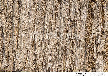teak bark 31350348