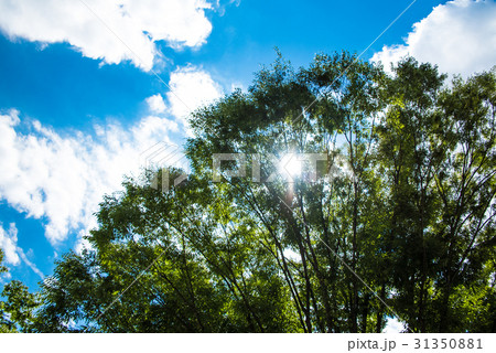 逆光　夏 31350881