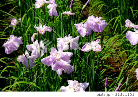 花しょうぶ 31351153