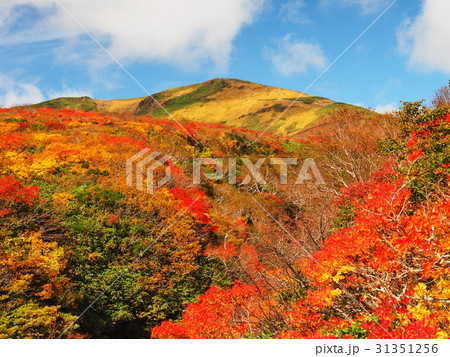 紅葉の栗駒山 31351256