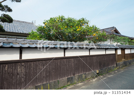 夏みかんと萩の街並み 夏みかんと萩の街並み 31351434