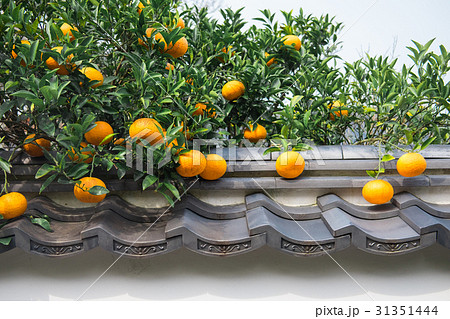 夏みかんと萩の街並み 夏みかんと萩の街並み 31351444