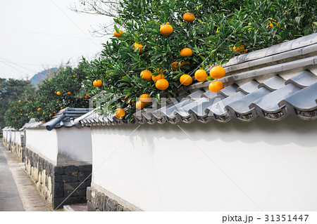 夏みかんと萩の街並み 夏みかんと萩の街並み 31351447